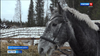"Мир под гривой" - приют для лошадей с таким названием открылся под Сыктывкаром
