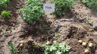 В Коми обсудили перспективы развития картофелеводства в регионе