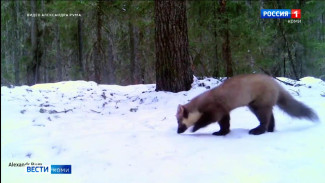 Фотограф из Коми заснял на видео куницу