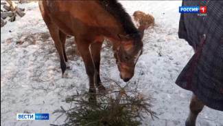 В Ухте и Сосногорске прошла акция Регионального оператора Севера «Новогодняя ёлка. Жизнь после праздников»