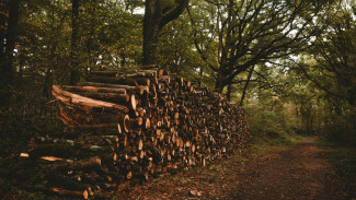 Житель Коми незаконно вырубил лес на сумму свыше 10 миллионов рублей