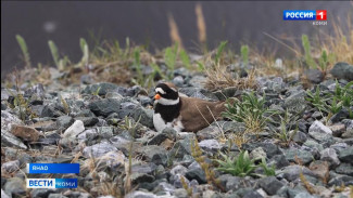 На Ямале в самом разгаре полевой сезон учёных-орнитологов