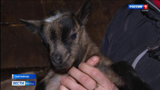  В столичном конном центре пополнение