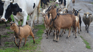 В Коми прошёл первый форум козоводов