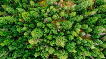 В Республике Коми перевыполнен план по лесовосстановлению