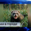 Сыктывкарцы всё чаще встречают на улицах города хорьков