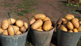 В 2025 году Минсельхоз Коми планирует дважды провести отбор заявок на возмещение затрат на реализацию картофеля