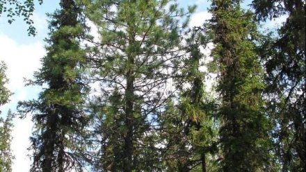 В Коми созданы первые охранные зоны для памятников природы