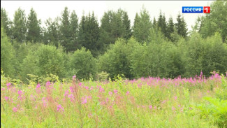 Погода на неделю в Республике Коми