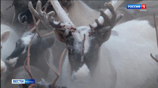 Оленеводы Коми в этом году остались без государственной субсидии на закупку мяса