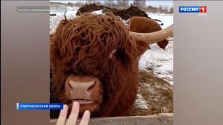 В Коми впервые завезены коровы шотландской породы