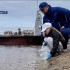 Более миллиона мальков сига пополнили популяцию реки Вычегды