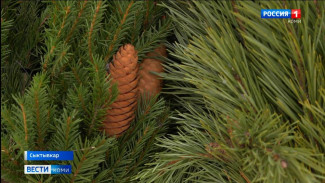 В Сыктывкаре начали работу ёлочные базары