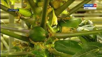 Экзотика среди морозов: в Сыктывкаре вырастили папайю