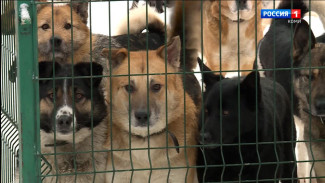 В столичном приюте для животных "Друг" взывают о помощи