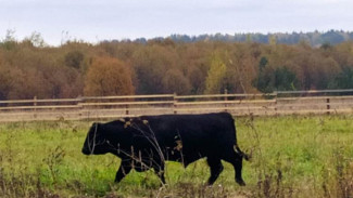 Проект по развитию мясного животноводства в Прилузском районе получил господдержку