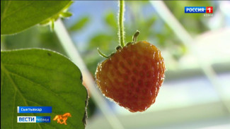 Как сельхозпредприятия в Сыктывкаре выращивают клубнику зимой