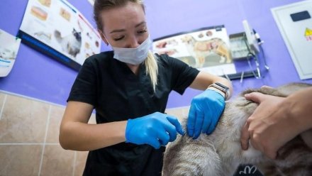 Минсельхоз: Управление ветеринарии Республики Коми подводит итоги года