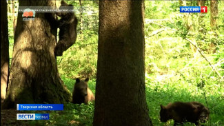 Маленькая медведица-сирота из Коми обрела новых соседок