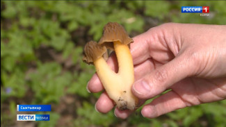 Учёные-микологи вышли на тихую охоту в лес