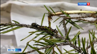 В Коми установлена карантинная фитосанитарная зона по сибирскому шелкопряду