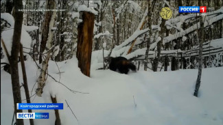 В объектив фотоловушки нацпарка "Койгородский" попала росомаха
