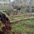 Оценка последствий ветровала будет завершена после получения космических снимков - Минприроды Коми