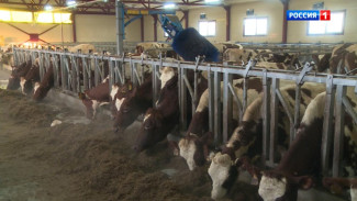 В Коми построят новые животноводческие фермы