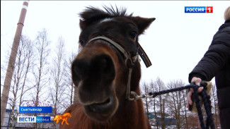 Какой он – символ наступившего года и что несёт с собой Огненная лошадь?