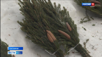 В Сыктывкаре начали работать ёлочные базары