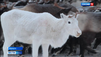 Воркутинский кооператив "Оленевод" первым в Коми завершает заготовку оленины в этом сезоне