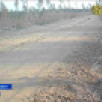 В Национальном парке «Койгородский» начались брачные турниры тетеревов