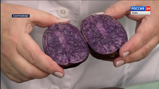  Какой картофель едят жители Коми