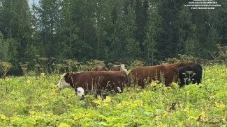 Предприятие из Прилузского района – в числе лучших по производству молочной продукции в Коми