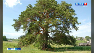 Поддержим «Прокопьевскую сосну» из нашей республики в конкурсе «Российское дерево года»!