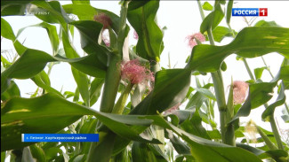 В Корткеросском районе завершается уборка кукурузы