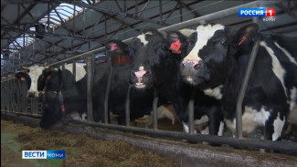 В Республике Коми введена новая мера поддержки производителей молока