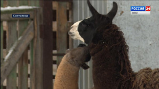 Обитатели сыктывкарского зоопарка готовятся к зиме