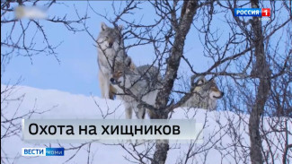 С начала года в Коми добыли 24 волка