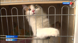 Приют для кошек в Эжвинском районе столицы нуждается в помощи