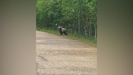 Минприроды Коми разъясняет ситуацию по поводу отстрела бурых медведей в Усть-Вымском районе