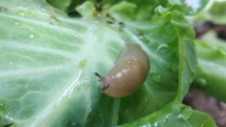 Как защитить свои грядки от слизней и улиток?