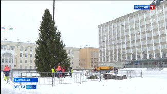 В Сыктывкар привезли главную новогоднюю елку республики