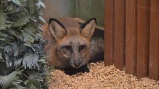 В Ухте на станции юных натуралистов Центра творчества им. Г.А. Карчевского появились новые жители