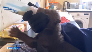 Спасённые медвежата из Коми продолжают расти в Центре спасения медвежат-сирот