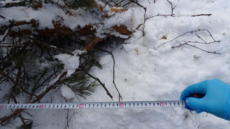 В Корткеросском районе завершено расследование уголовного дела о гибели местного жителя в лесу