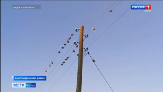 Сотни свиристелей прилетели в Сыктывкар и близлежащие районы в поисках еды