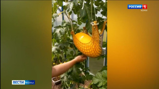 Жительница Сыктывкара выращивает арбузы и дыни