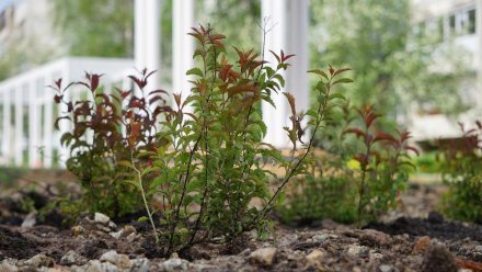 На Яблоневой аллее в Сыктывкаре идет процесс озеленения