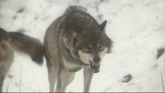 Минприроды Коми напоминает об основных правилах профилактики выхода диких  животных к людям